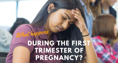 What happens during the first trimester of pregnancy