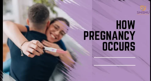 How Pregnancy Occurs