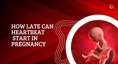 How Late Can Heartbeat Start in Pregnancy