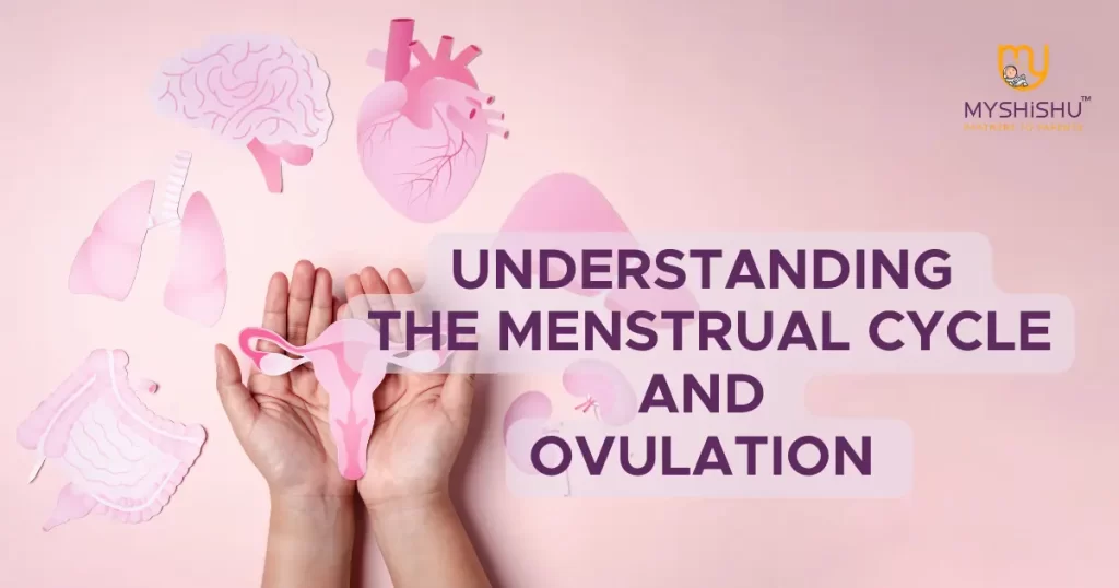 importance of menstrual cycle and ovulation 