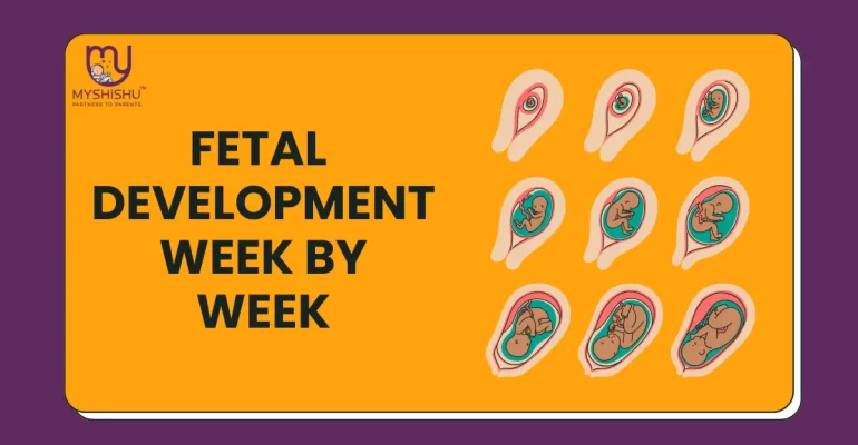 fetal-development-week-by-week-myshishu