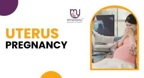 Uterus Pregnancy