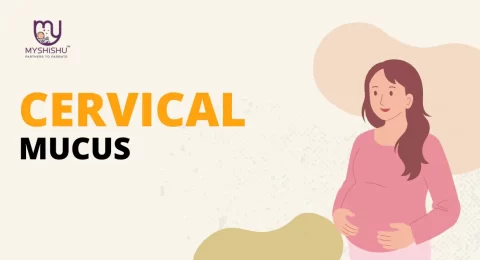 cervical mucus during pregnancy