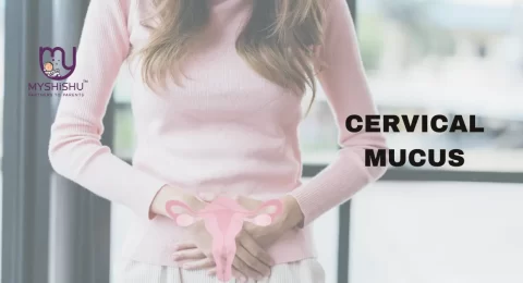 significance of cervical mucus in early pregnancy