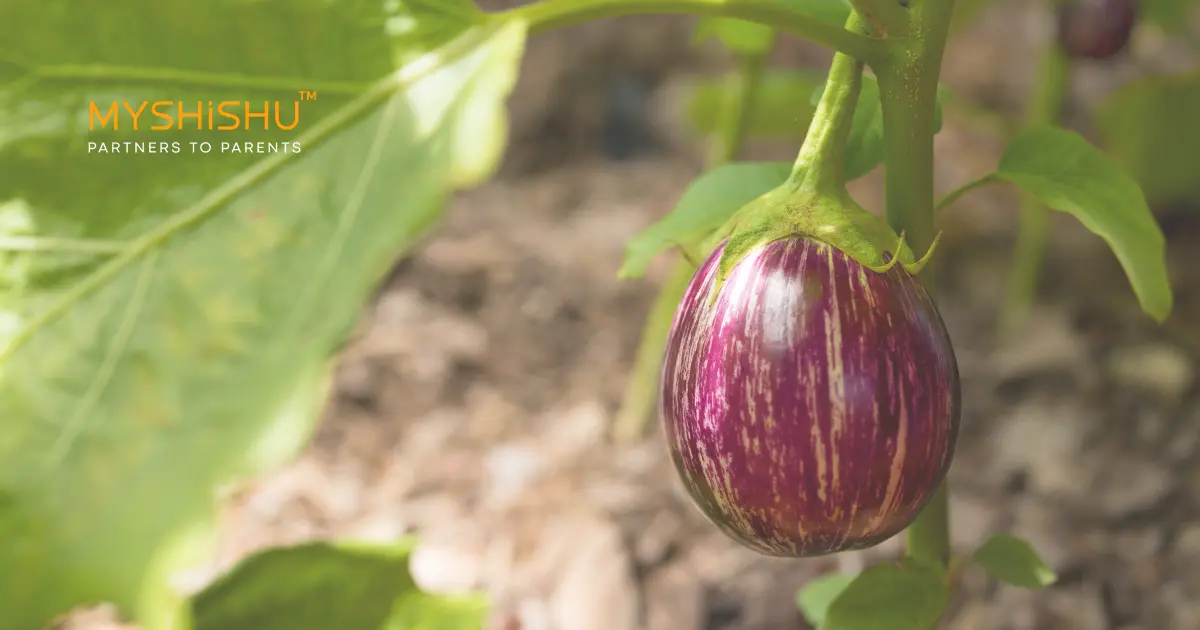 brinjal in pregnancy