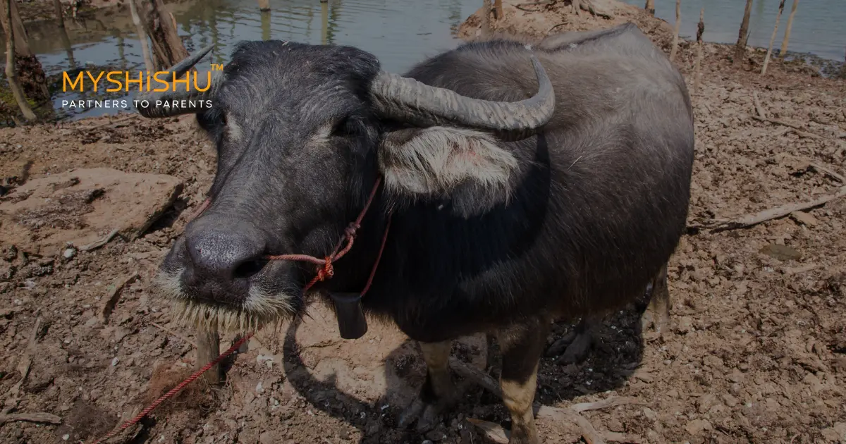 buffalo pregnancy period