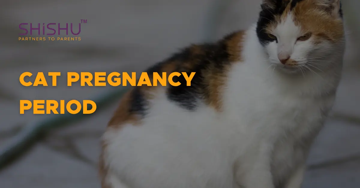 Cat pregnancy period