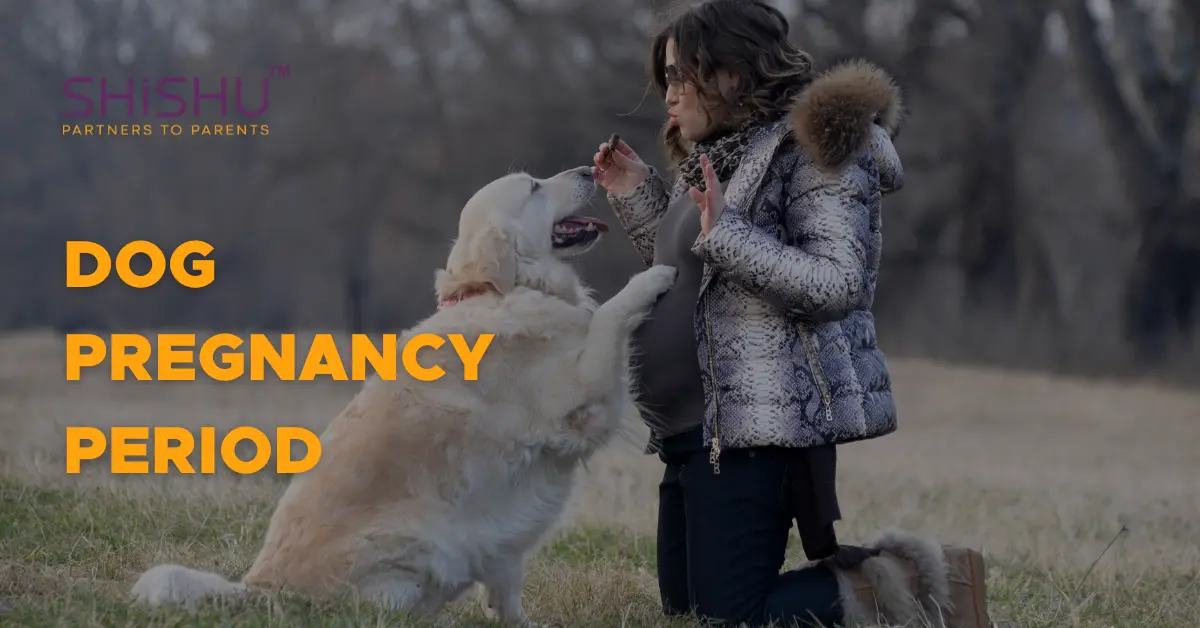 Dog pregnancy period