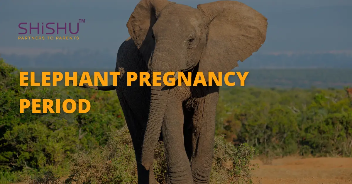 Elephant pregnancy period