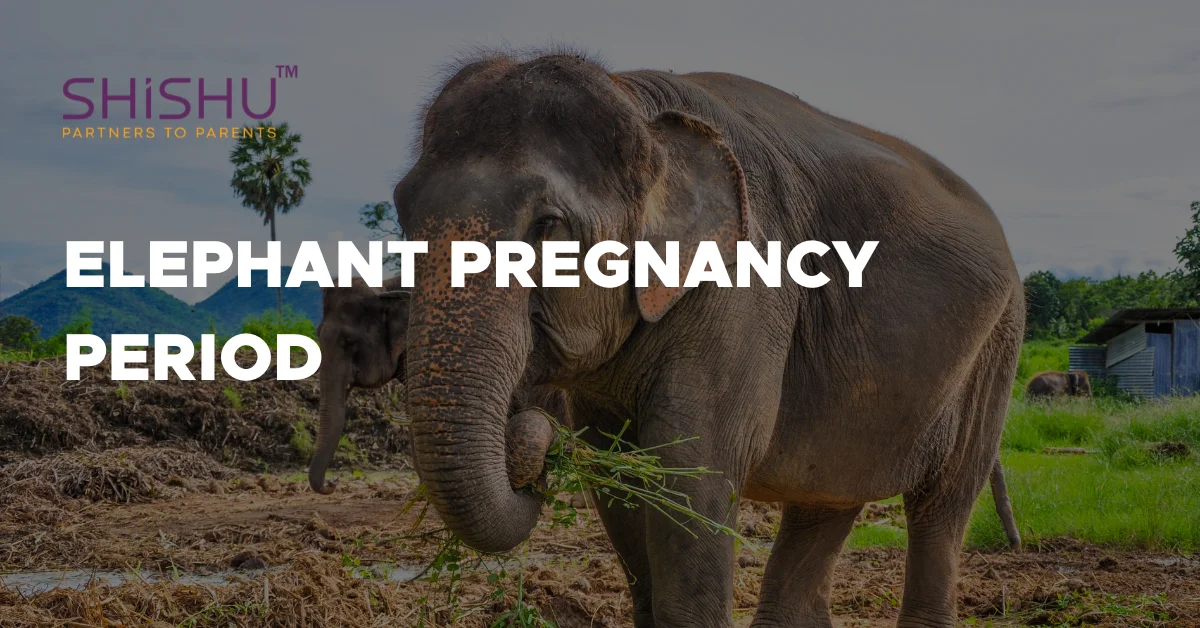 Elephant Pregnancy Period