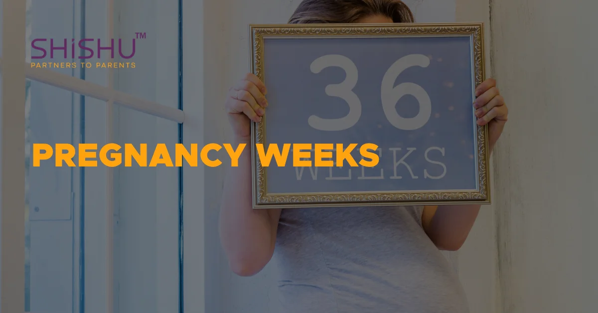 Pregnancy Weeks